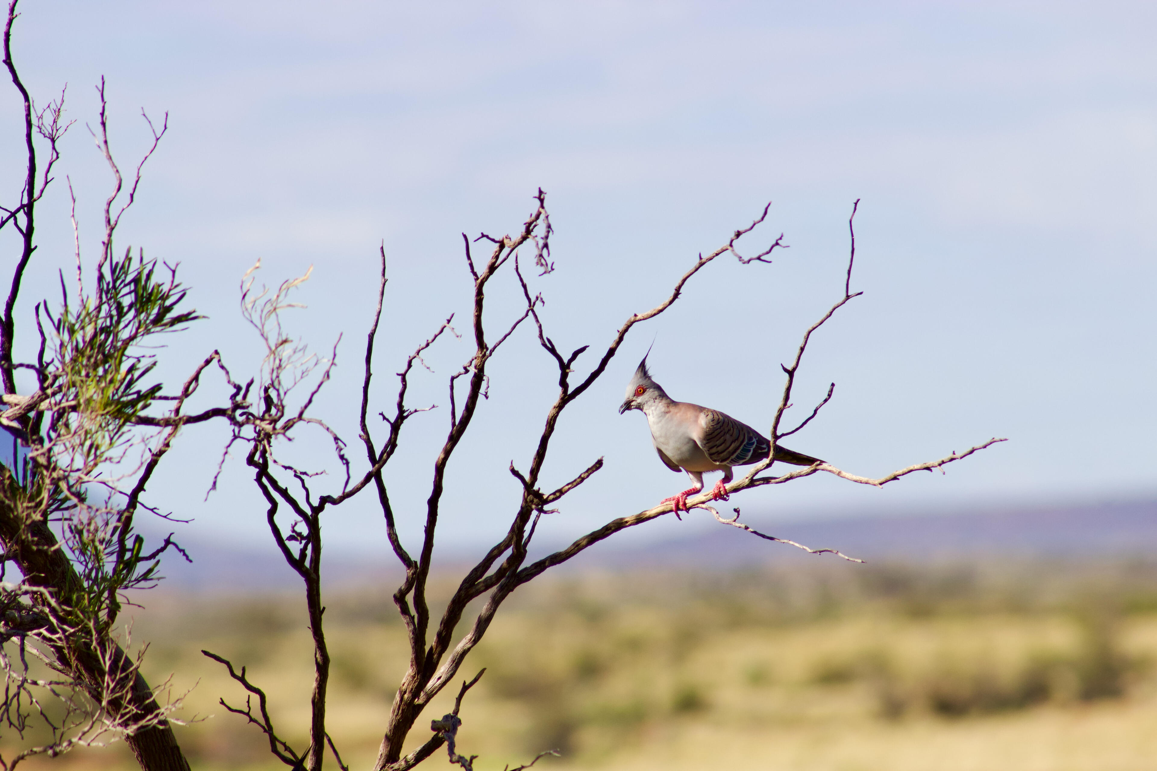 Crested Pigeon