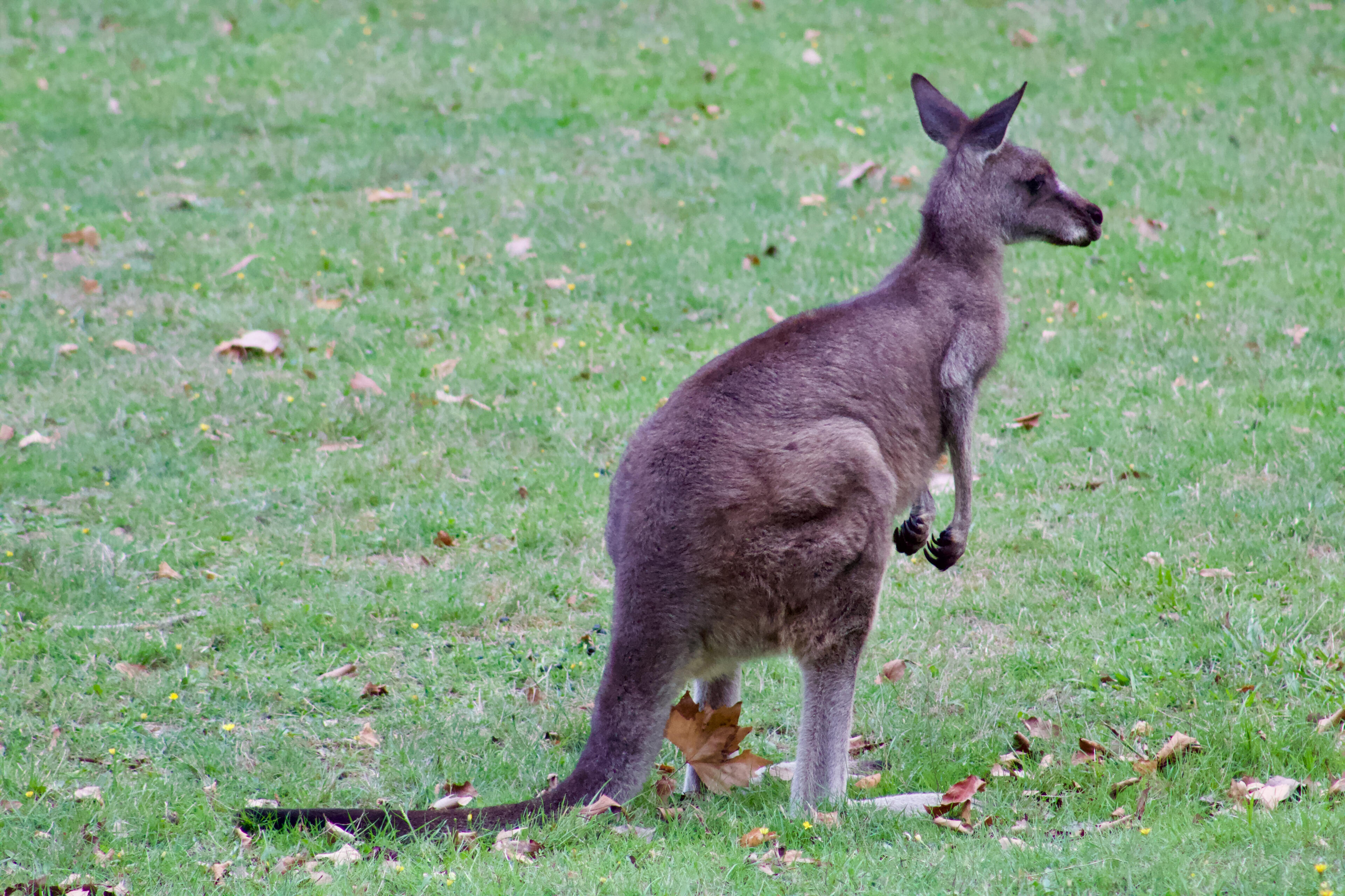 Kangaroo
