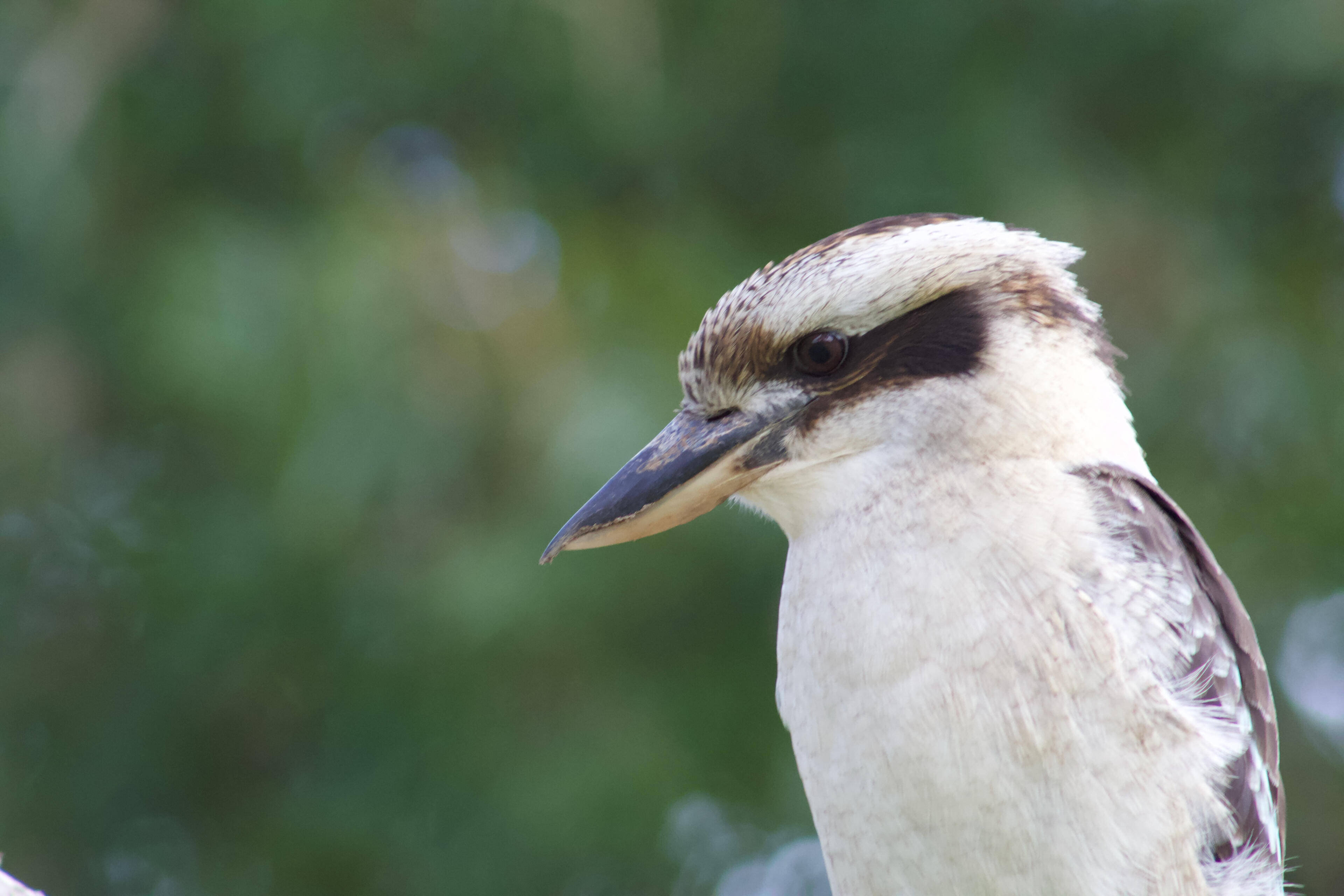 Laughing Kookaburra