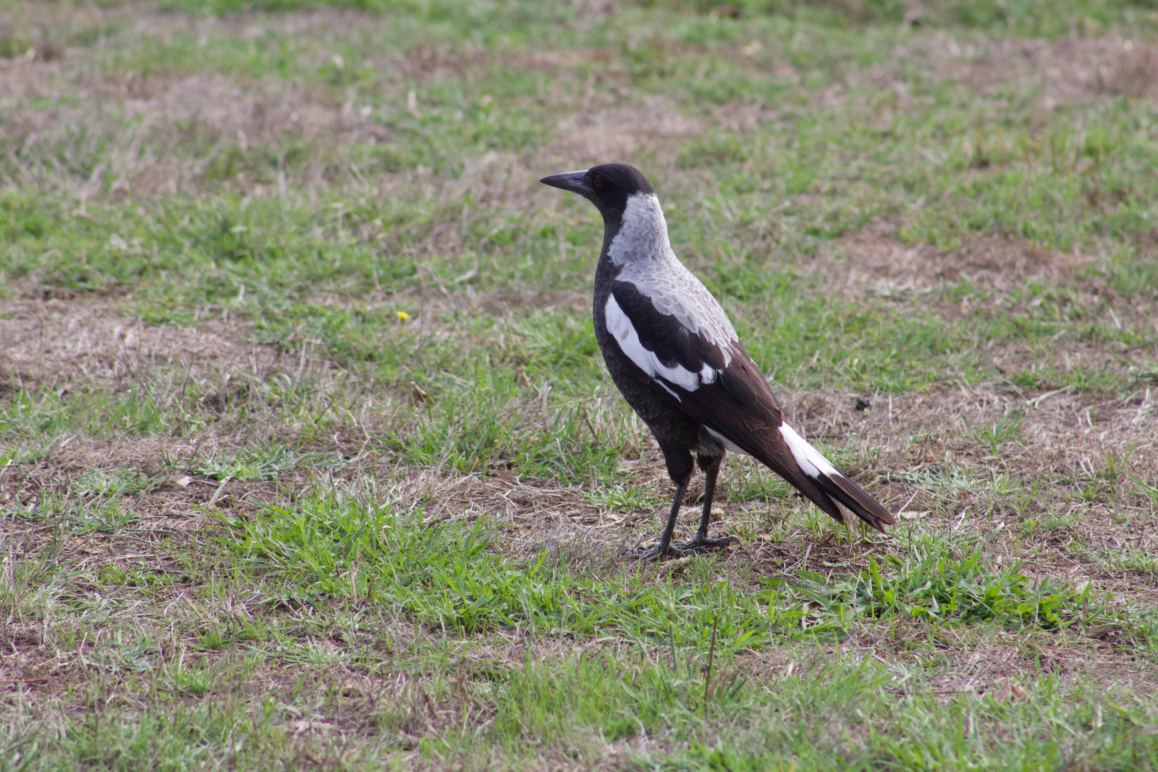 Magpie