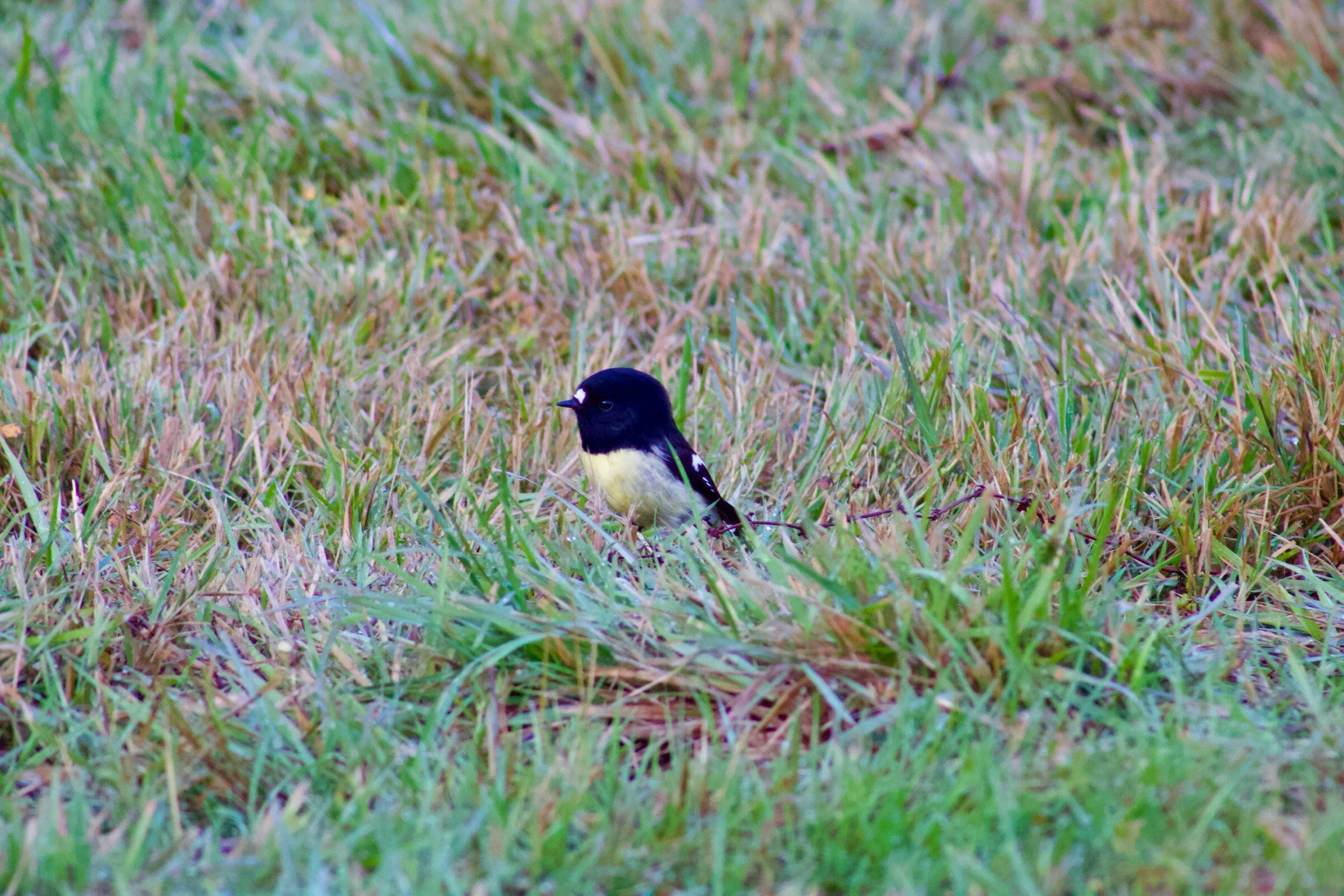 What a cutie! Tomtit - New Zealand