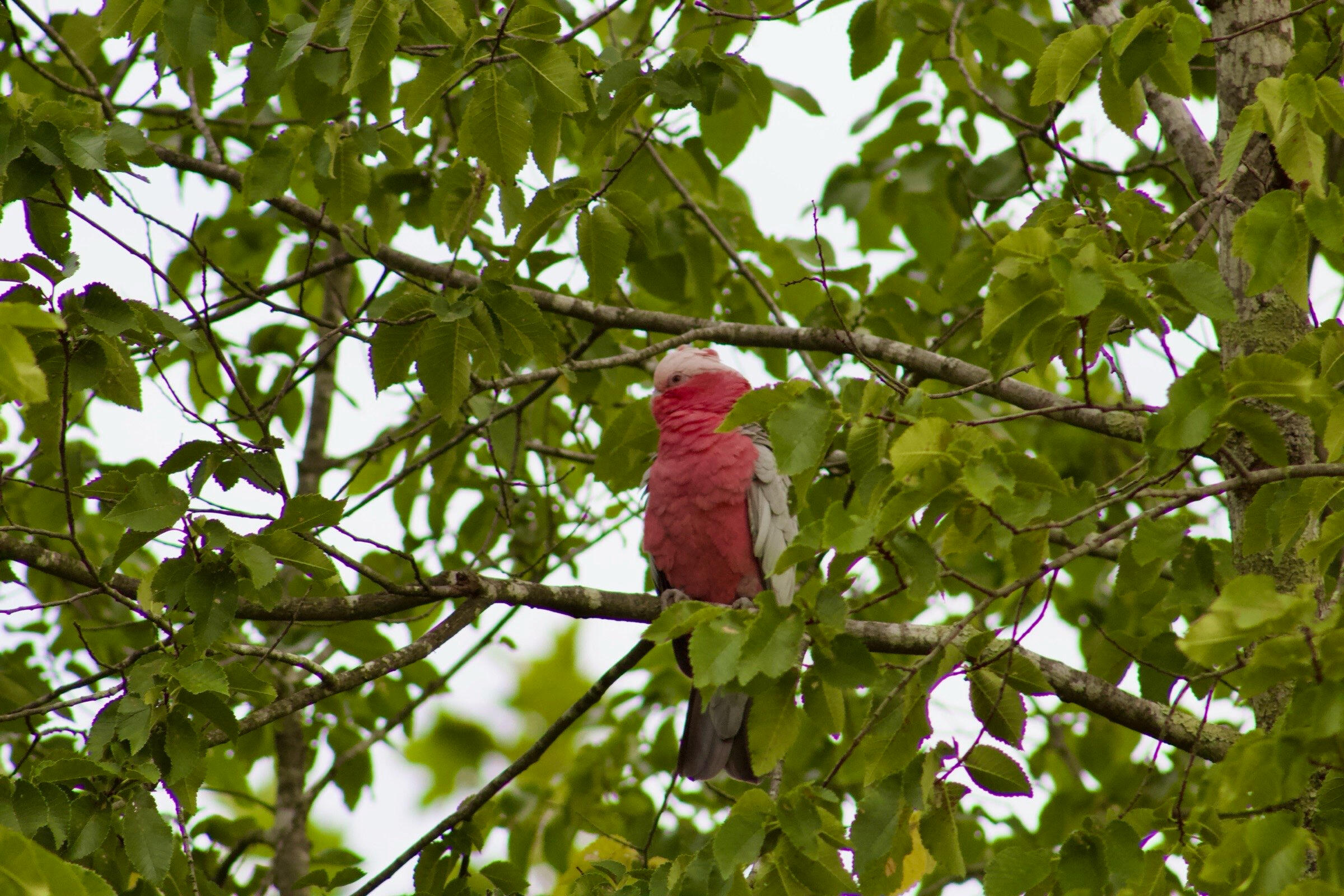 Galah - Australia