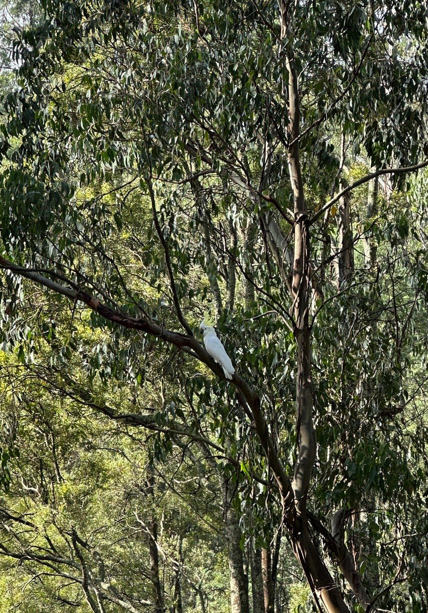 Cockatoo - Australia